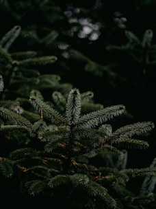 green pine tree leaves in close up photography