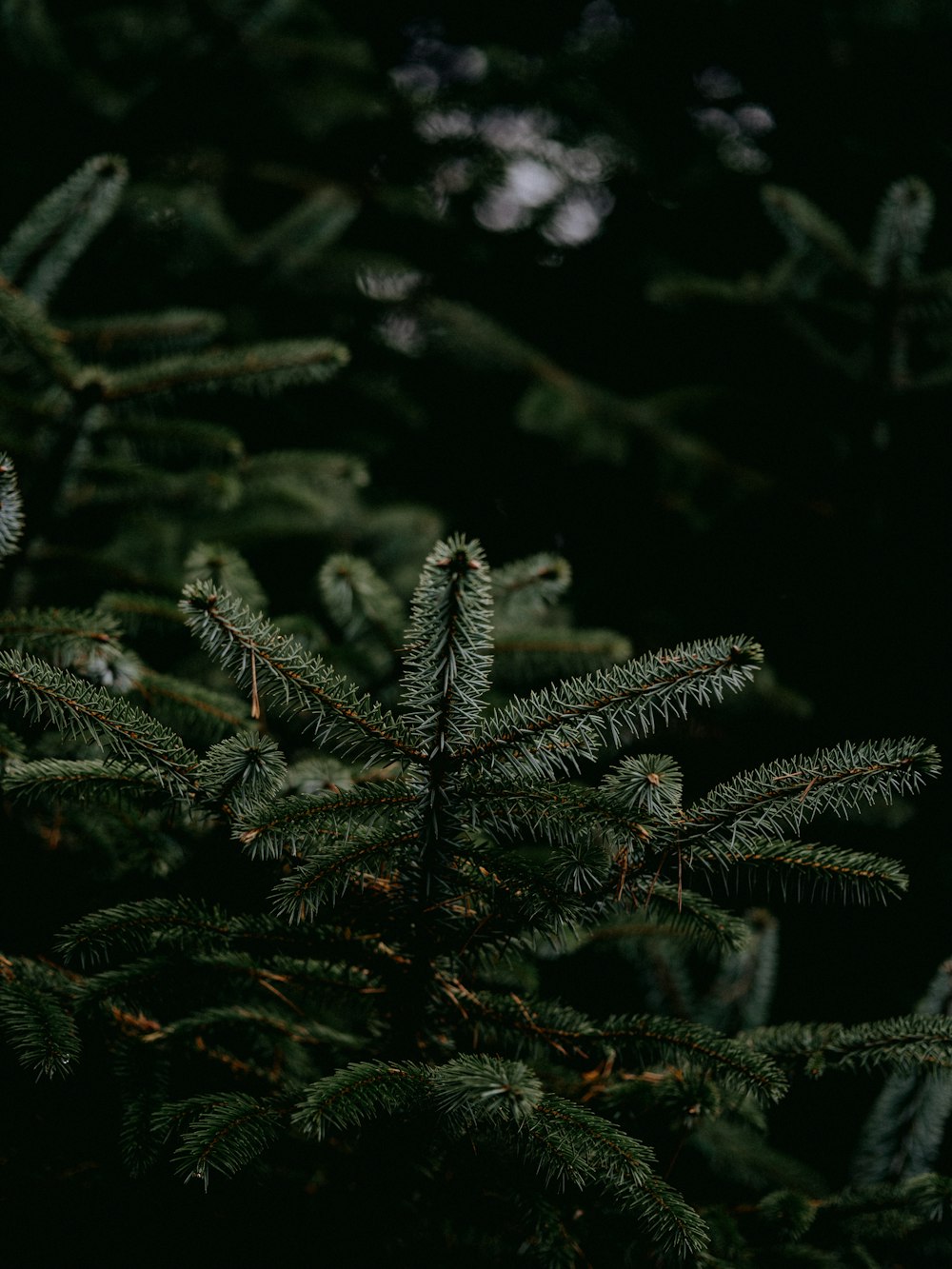 green pine tree leaves in close up photography