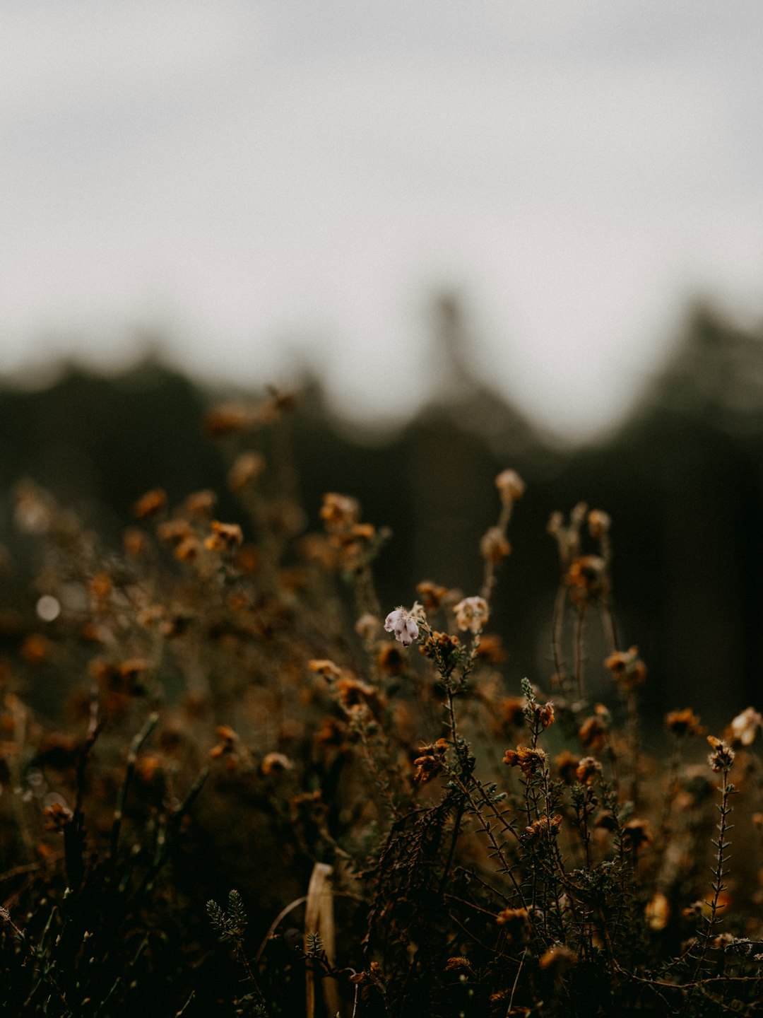 brown and white flowers in tilt shift lens