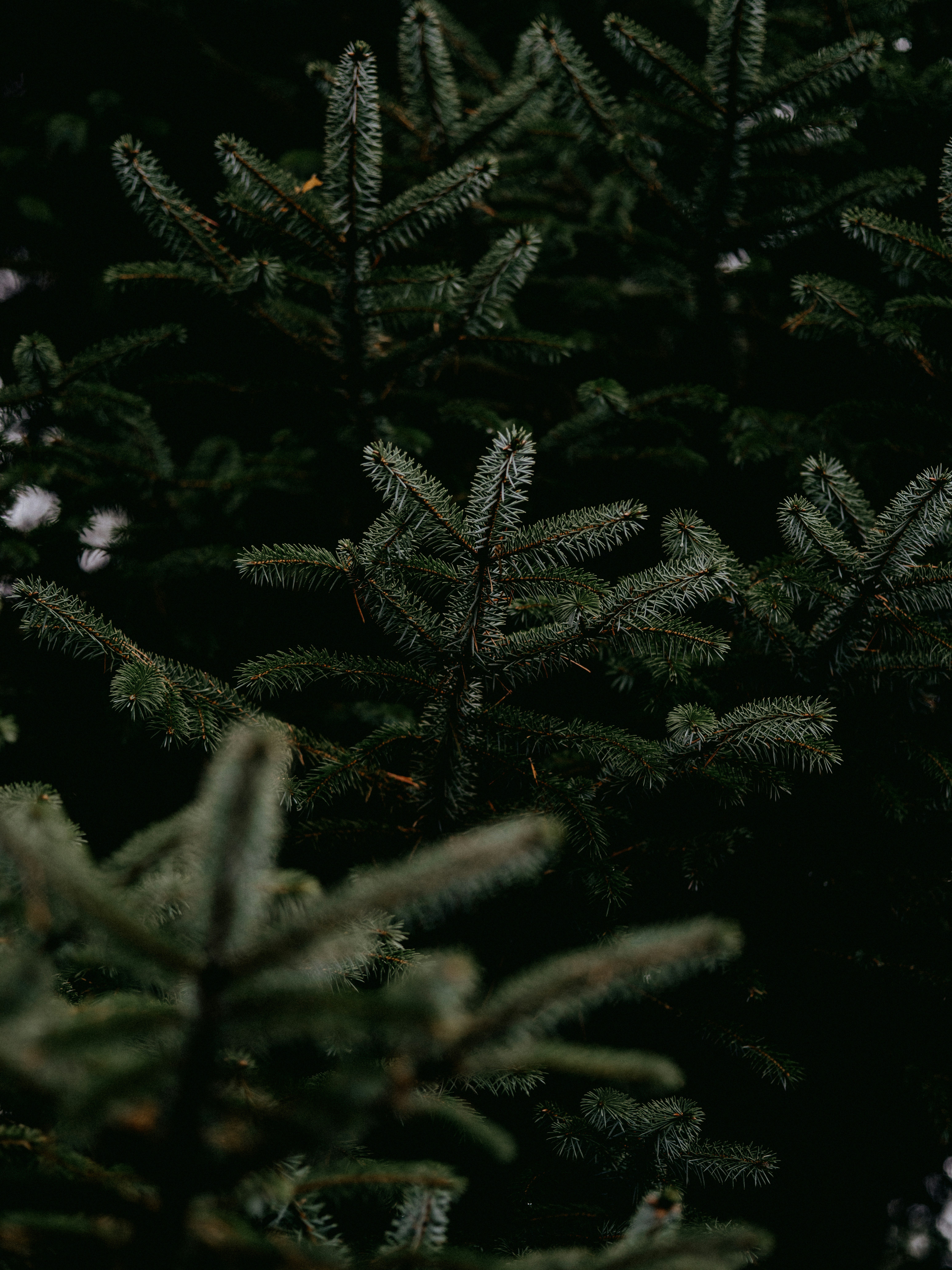 Photo by anniespratt