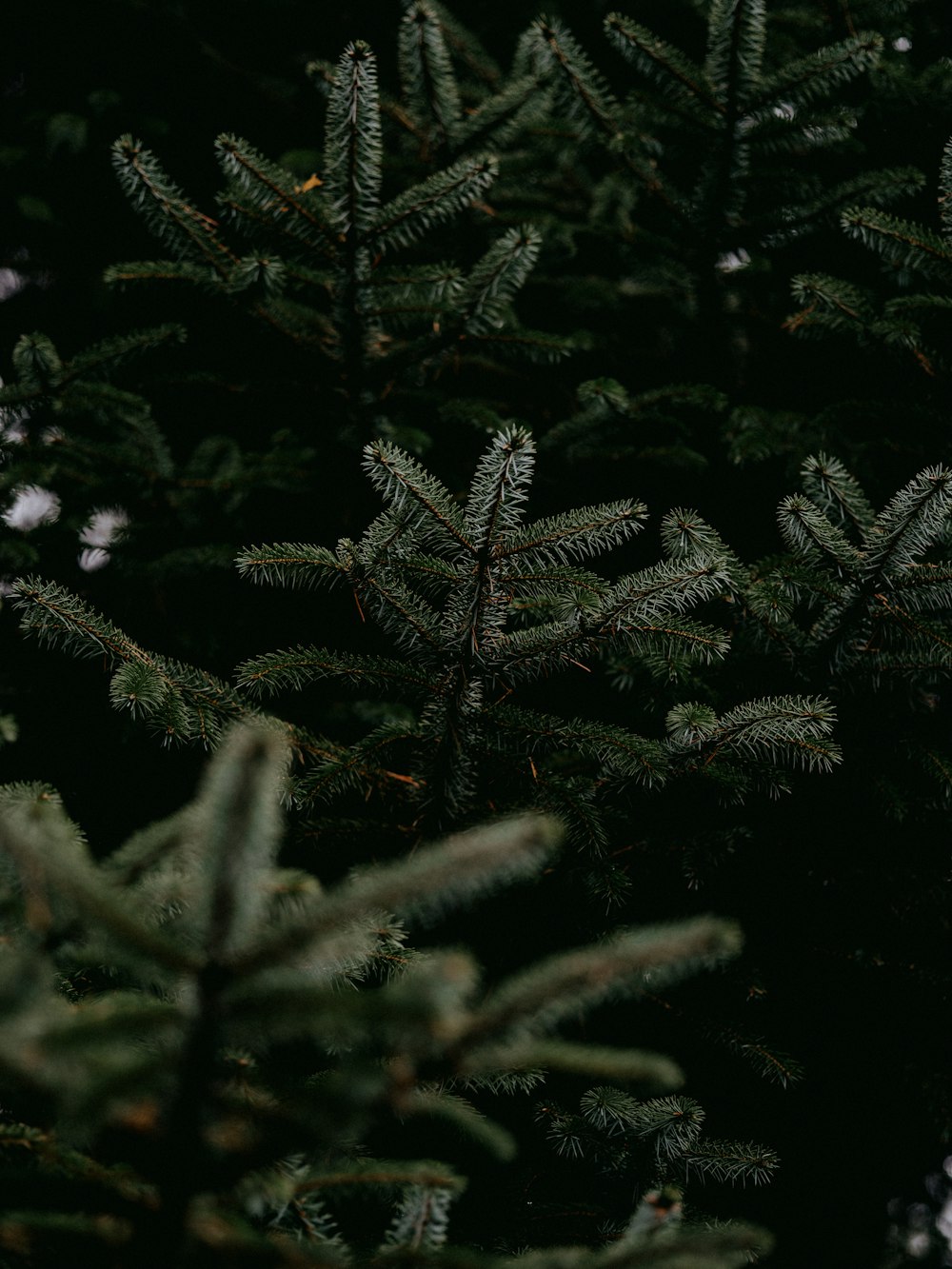 green pine tree leaves in close up photography