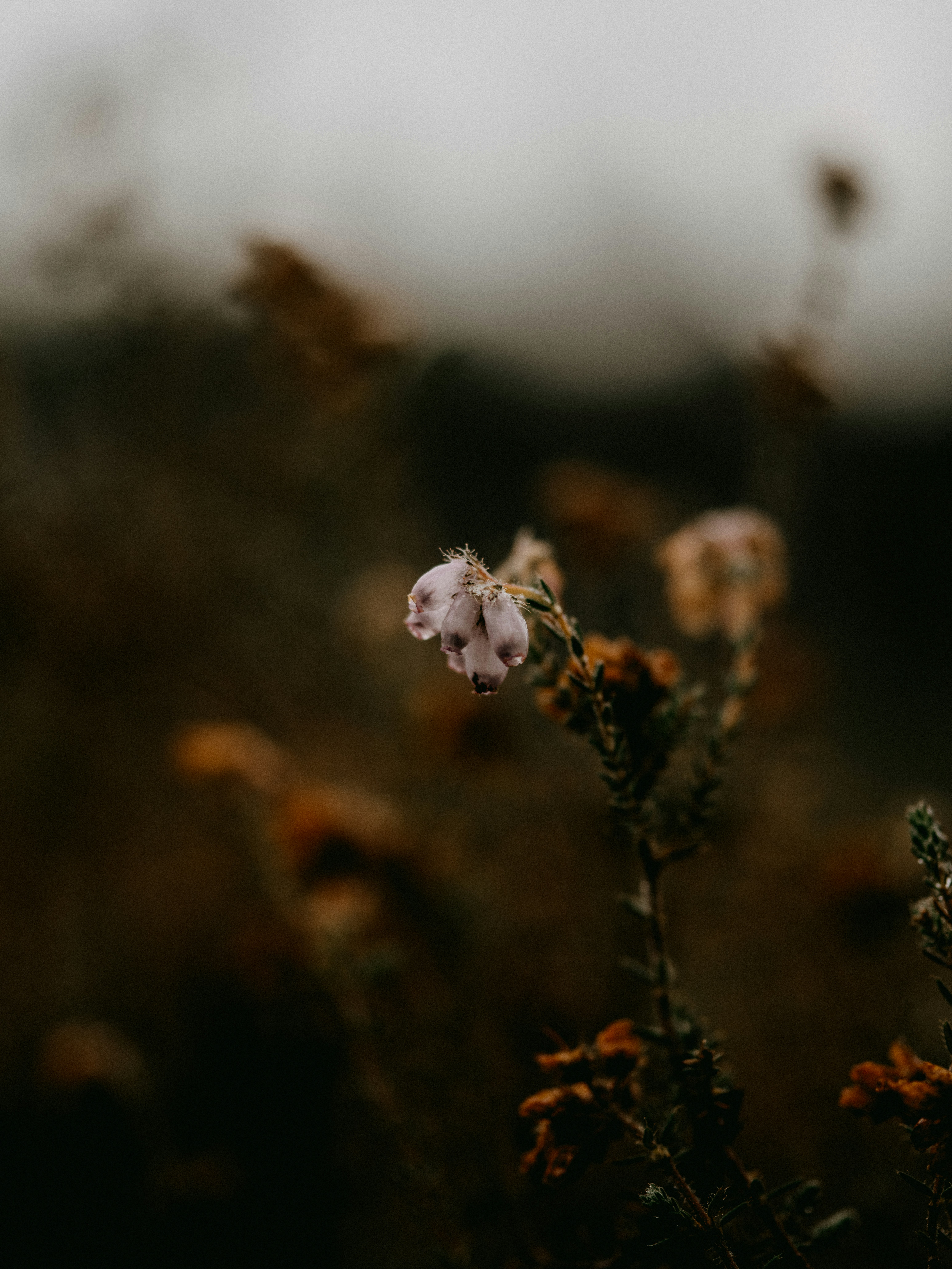 Weiße Blume in Tilt Shift Linse