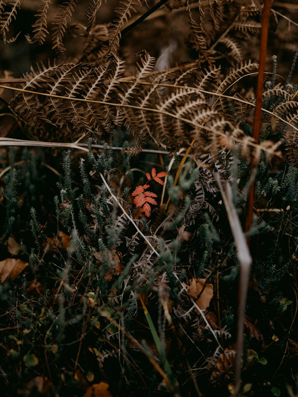 brown and white plant on brown grass