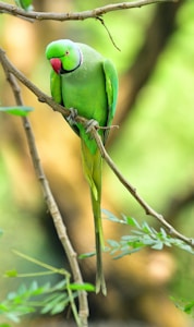 Alimento para aves