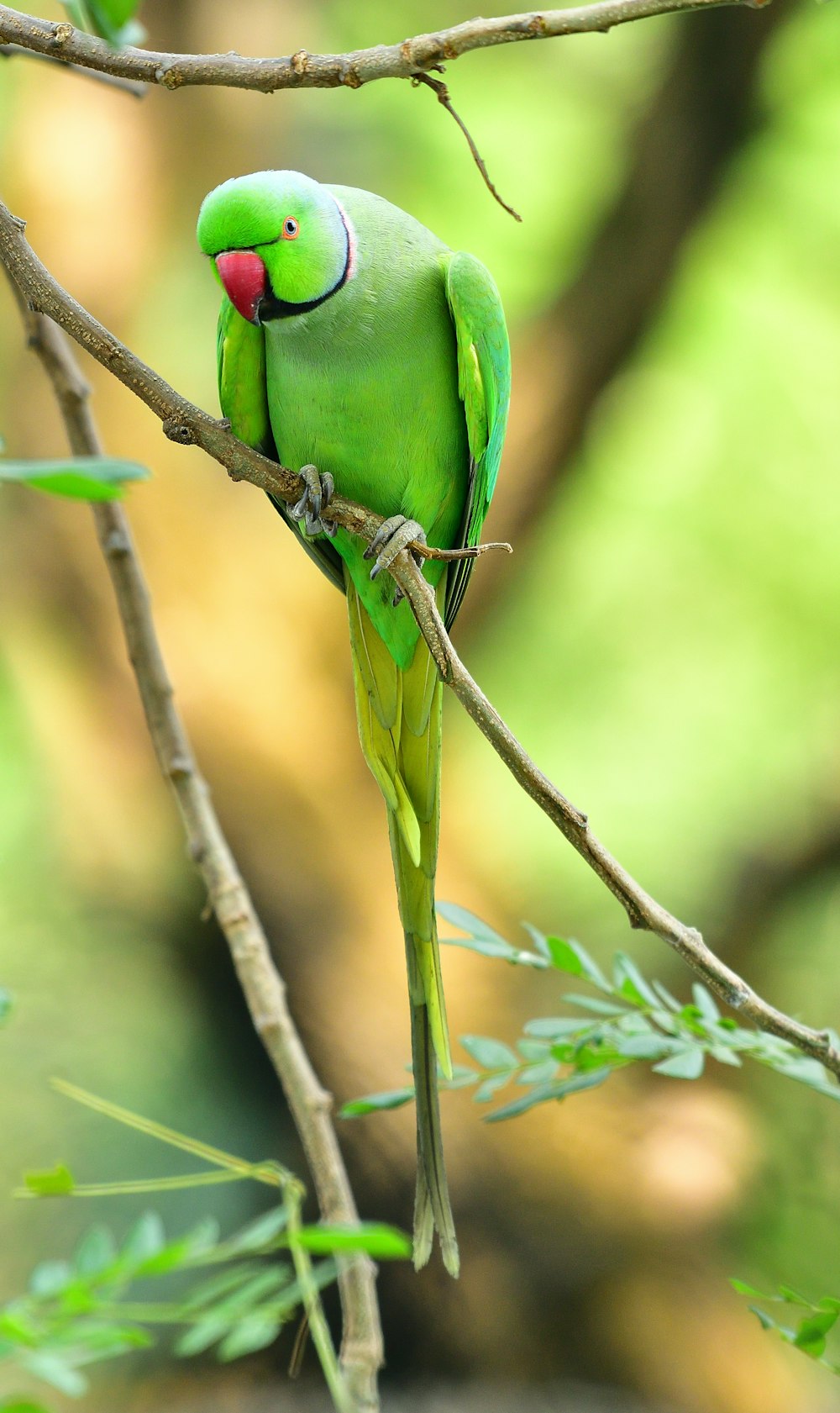 green bird on brown tree branch