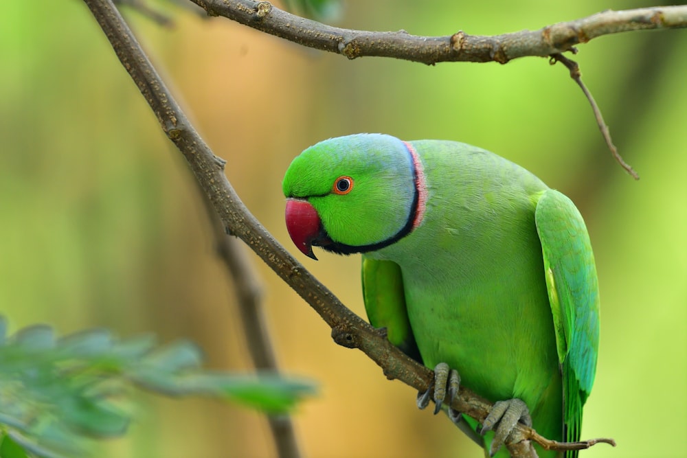 green and yellow bird on brown tree branch