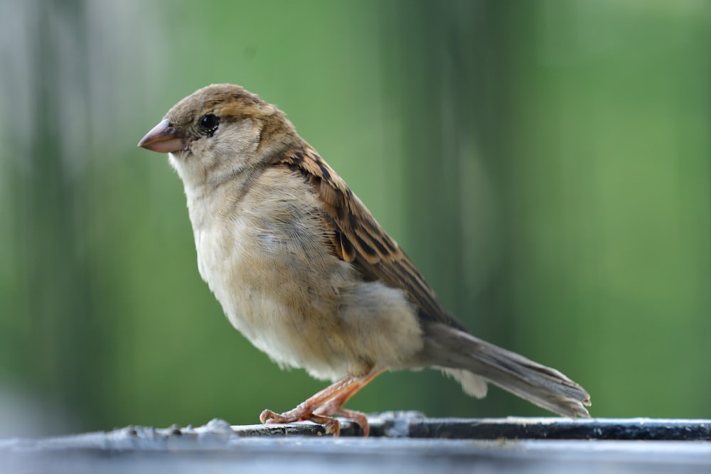 brown and white bird on black metal fence