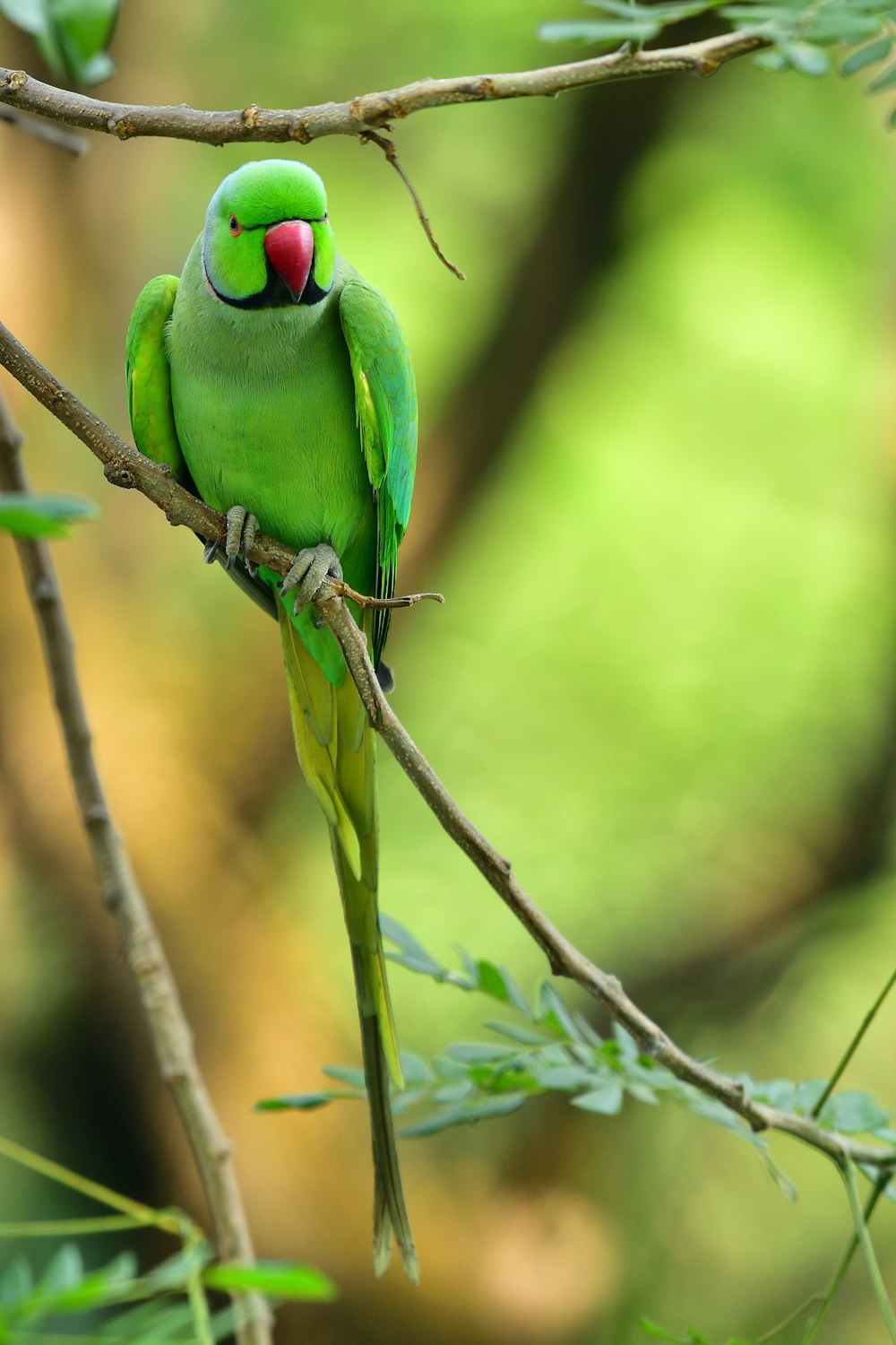 pájaro verde en la rama marrón del árbol durante el día