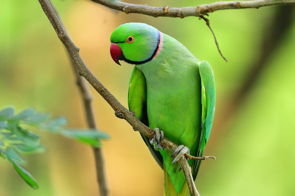 pássaro verde e amarelo no galho marrom da árvore