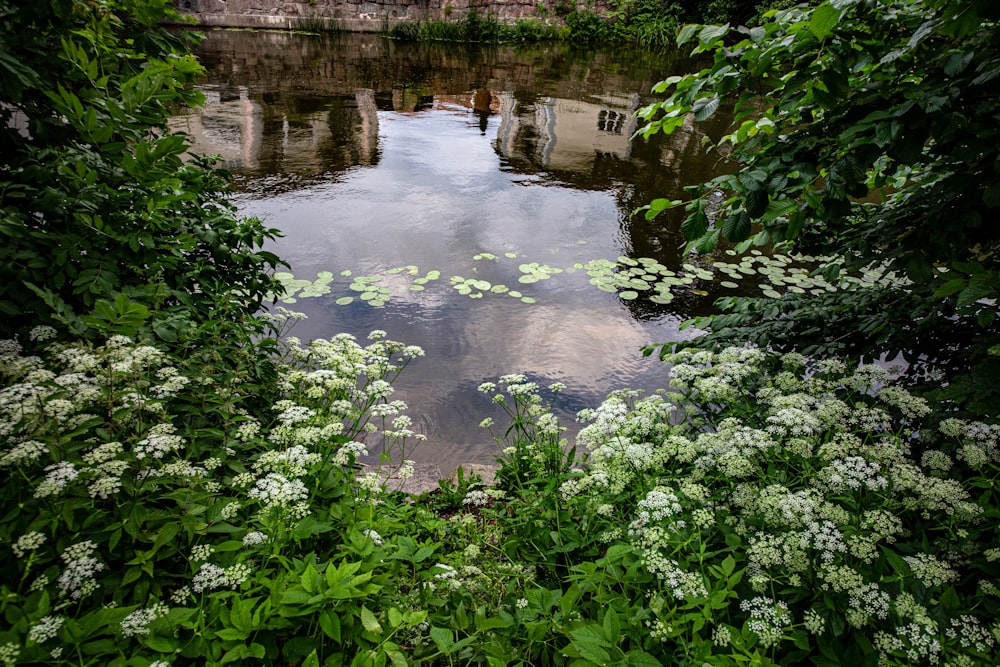 green plants on body of water