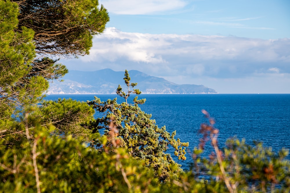 erba verde vicino allo specchio d'acqua durante il giorno