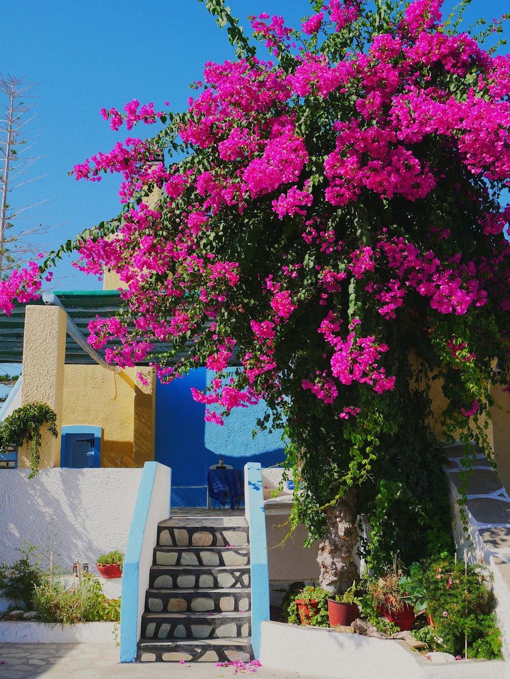 arbre à fleurs violettes près de la maison bleue pendant la journée