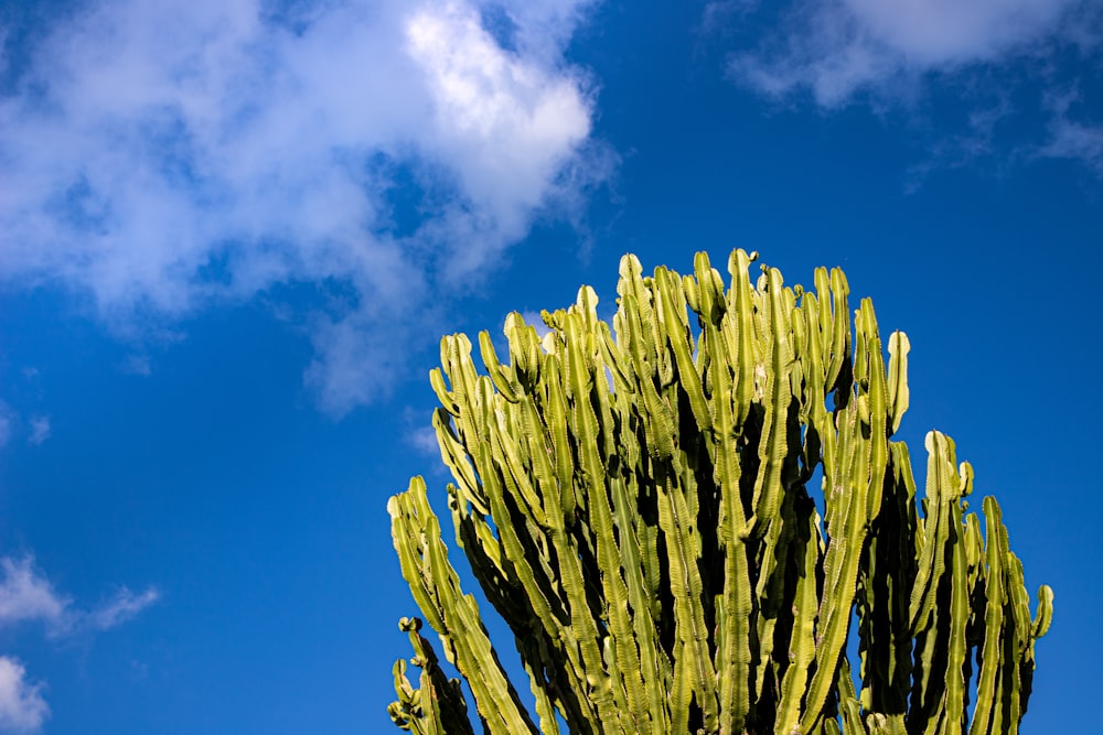 Grüne Pflanze unter blauem Himmel tagsüber