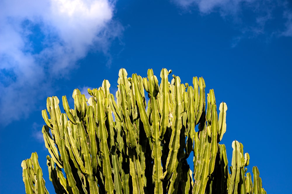 grüner Kaktus unter blauem Himmel tagsüber