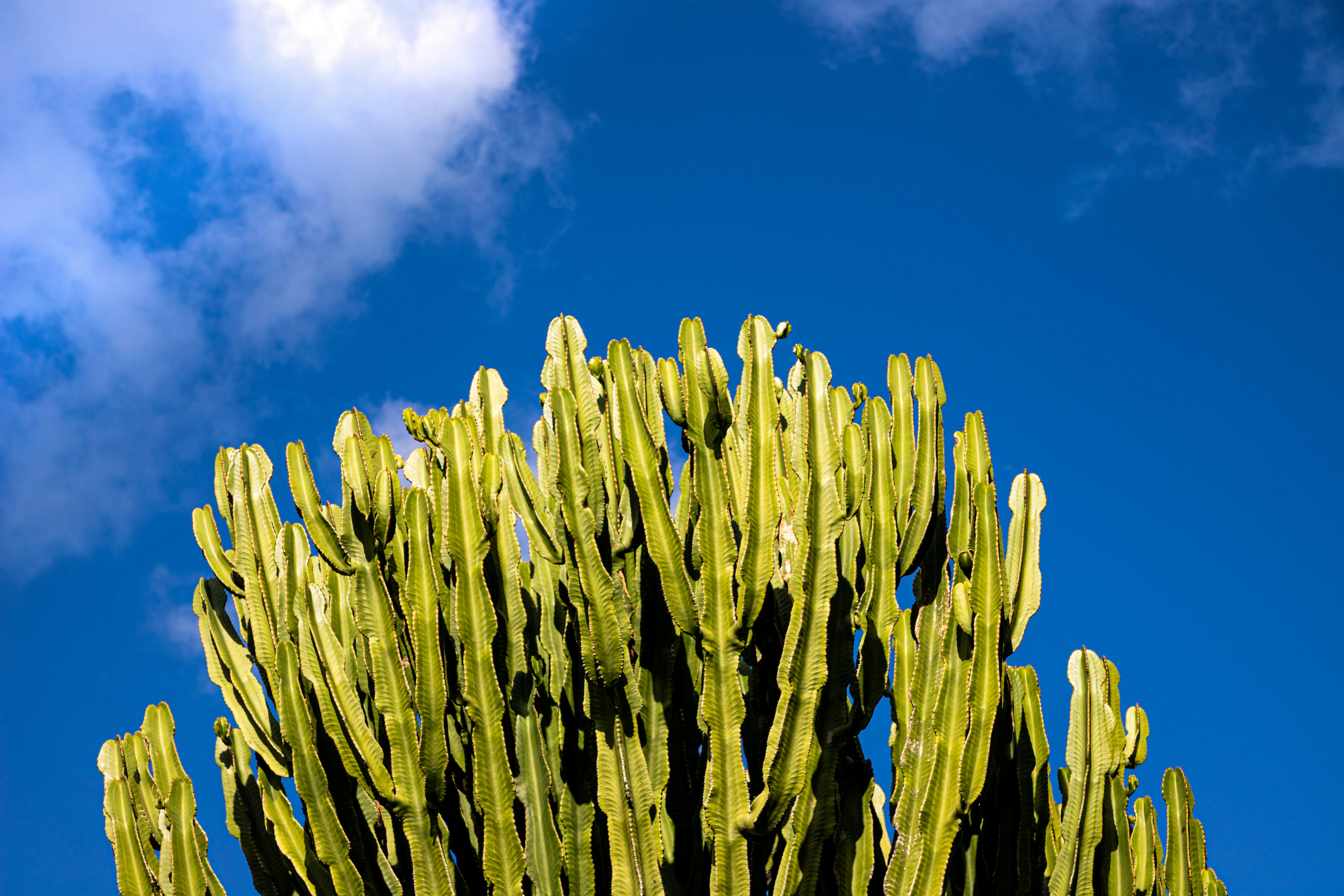 ∙ a sky full of cacti ∙