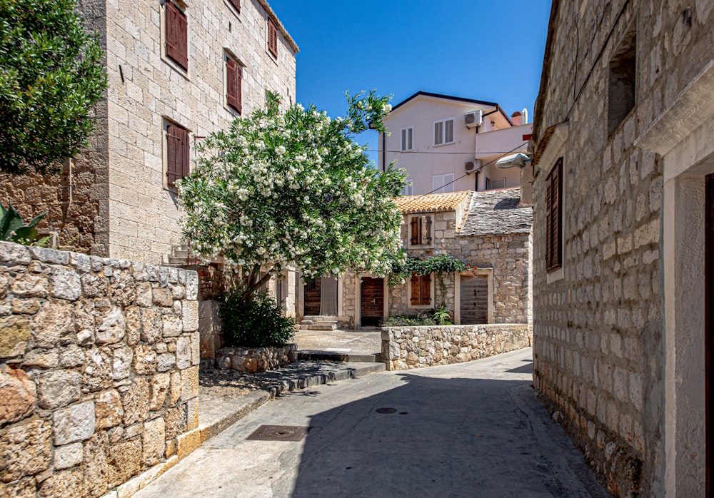 green tree in front of brown brick building