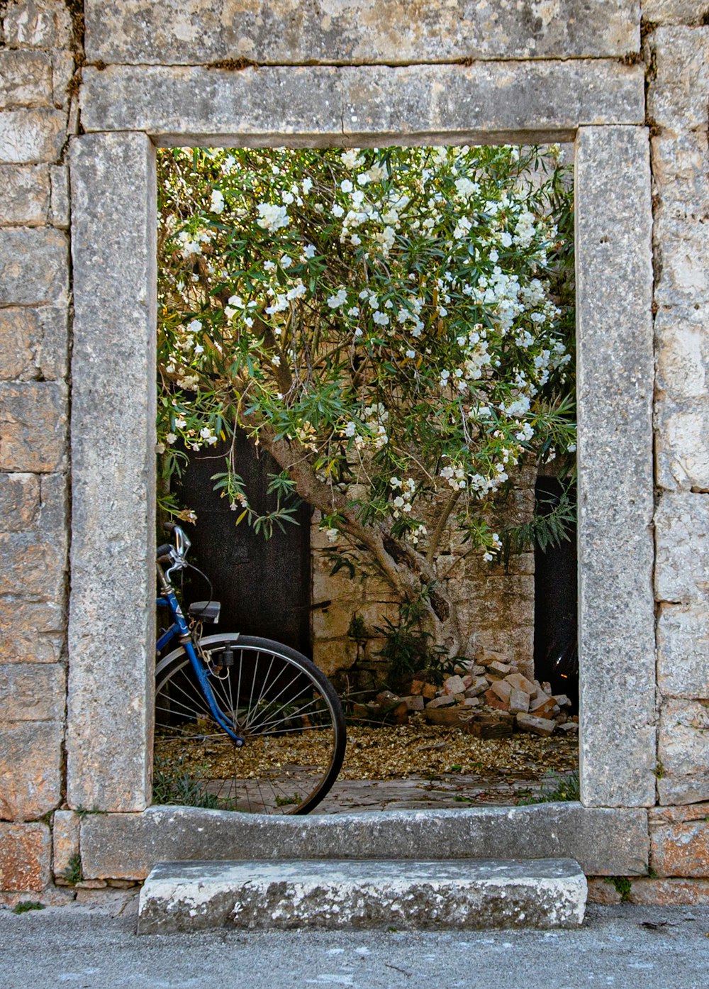 blue bicycle parked beside green plant