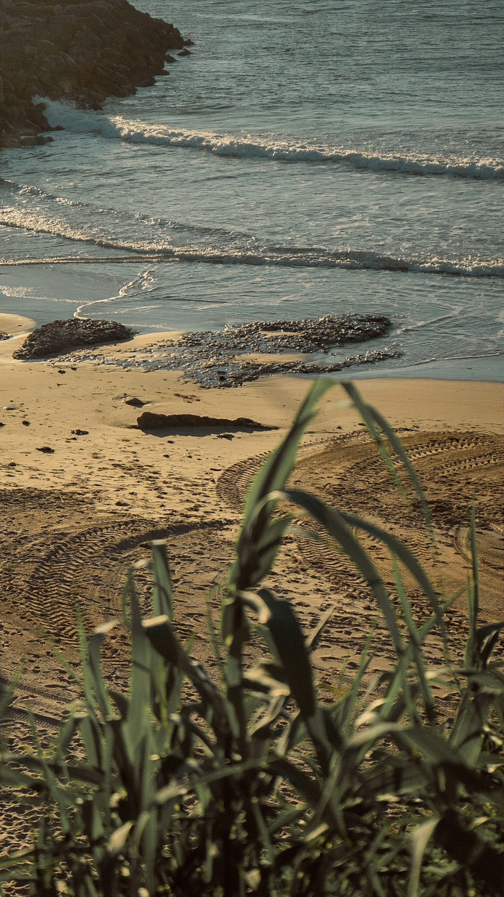 green grass on brown sand near body of water during daytime