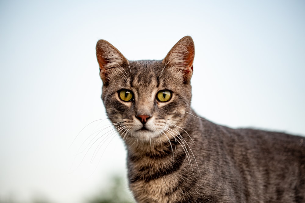 Braune Tabby-Katze auf weißem Hintergrund