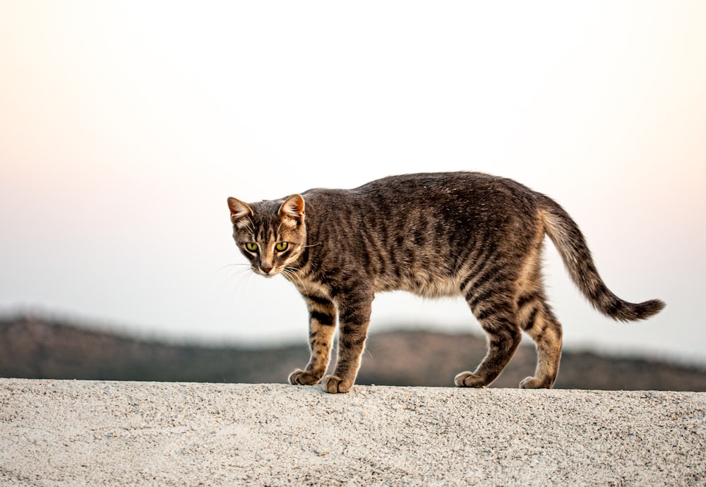 brown tabby cat on gray concrete floor