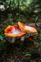 Two vibrant orange mushrooms with white stems are growing close to each other on the forest floor. A sprinkling of white frost is visible on the caps of the mushrooms. The surrounding area is lush with green vegetation and grass, creating a natural, serene environment.