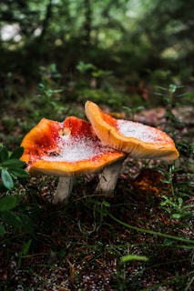 Two vibrant orange mushrooms with white stems are growing close to each other on the forest floor. A sprinkling of white frost is visible on the caps of the mushrooms. The surrounding area is lush with green vegetation and grass, creating a natural, serene environment.