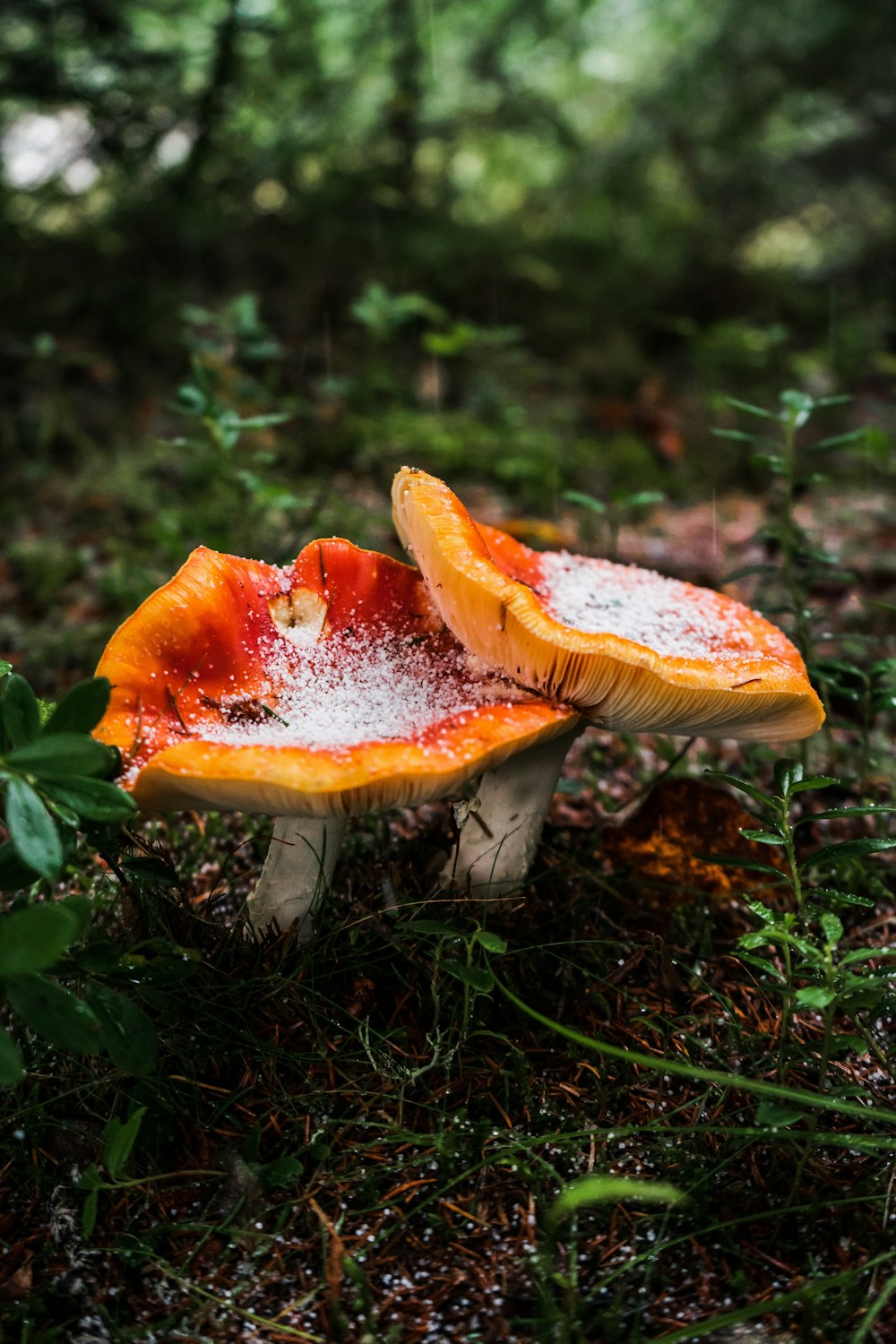 red and white mushroom in close up photography