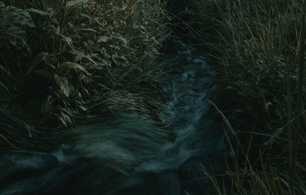 green plants beside river during daytime