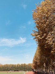 Community sports field with children playing soccer under a clear sky