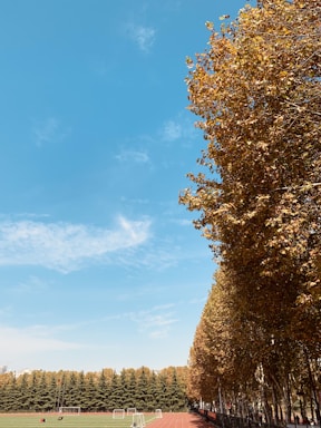 A vibrant sports field with young athletes playing soccer under a clear blue sky.