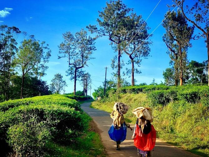 people walking on pathway between green grass field during daytime