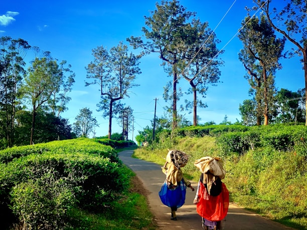 people walking on pathway between green grass field during daytime