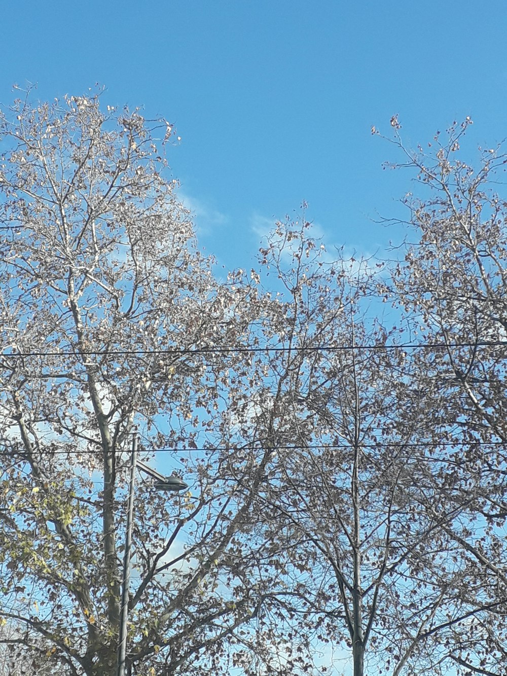 weißer und brauner Baum unter blauem Himmel tagsüber