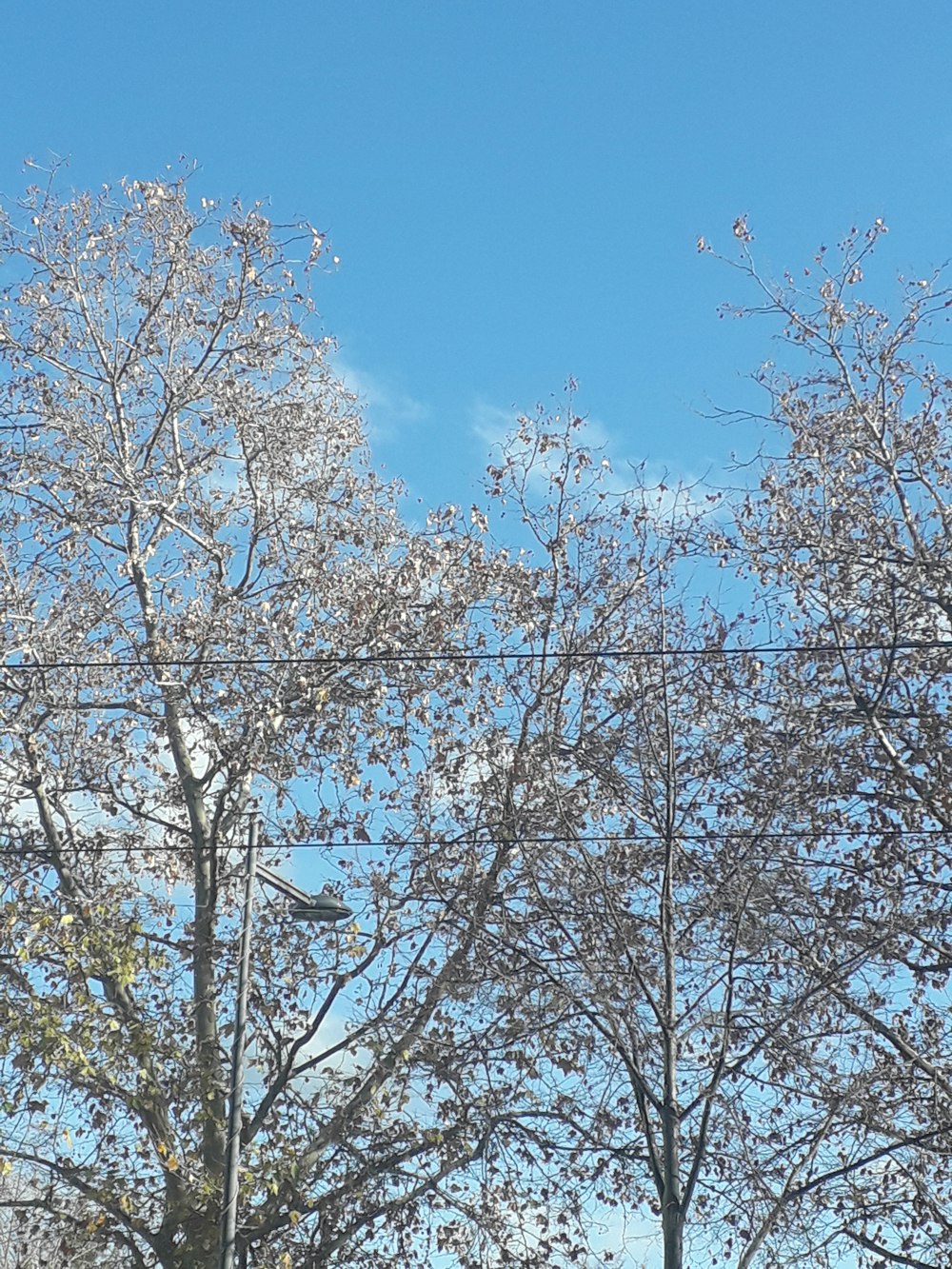 white and brown tree under blue sky during daytime