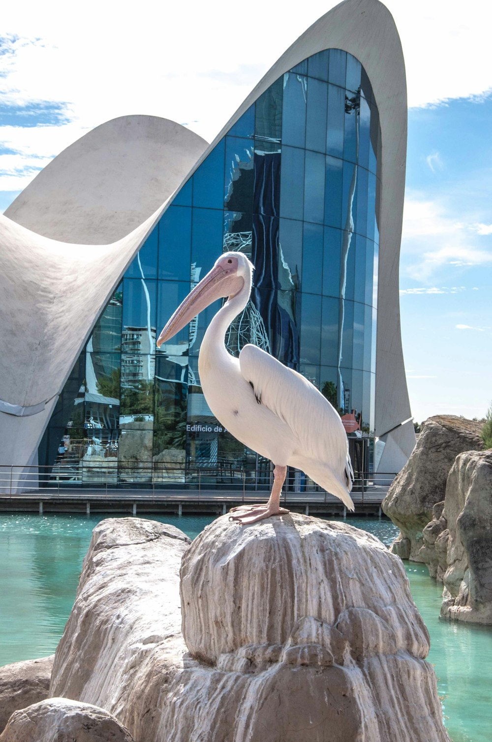 white pelican on brown rock near swimming pool during daytime