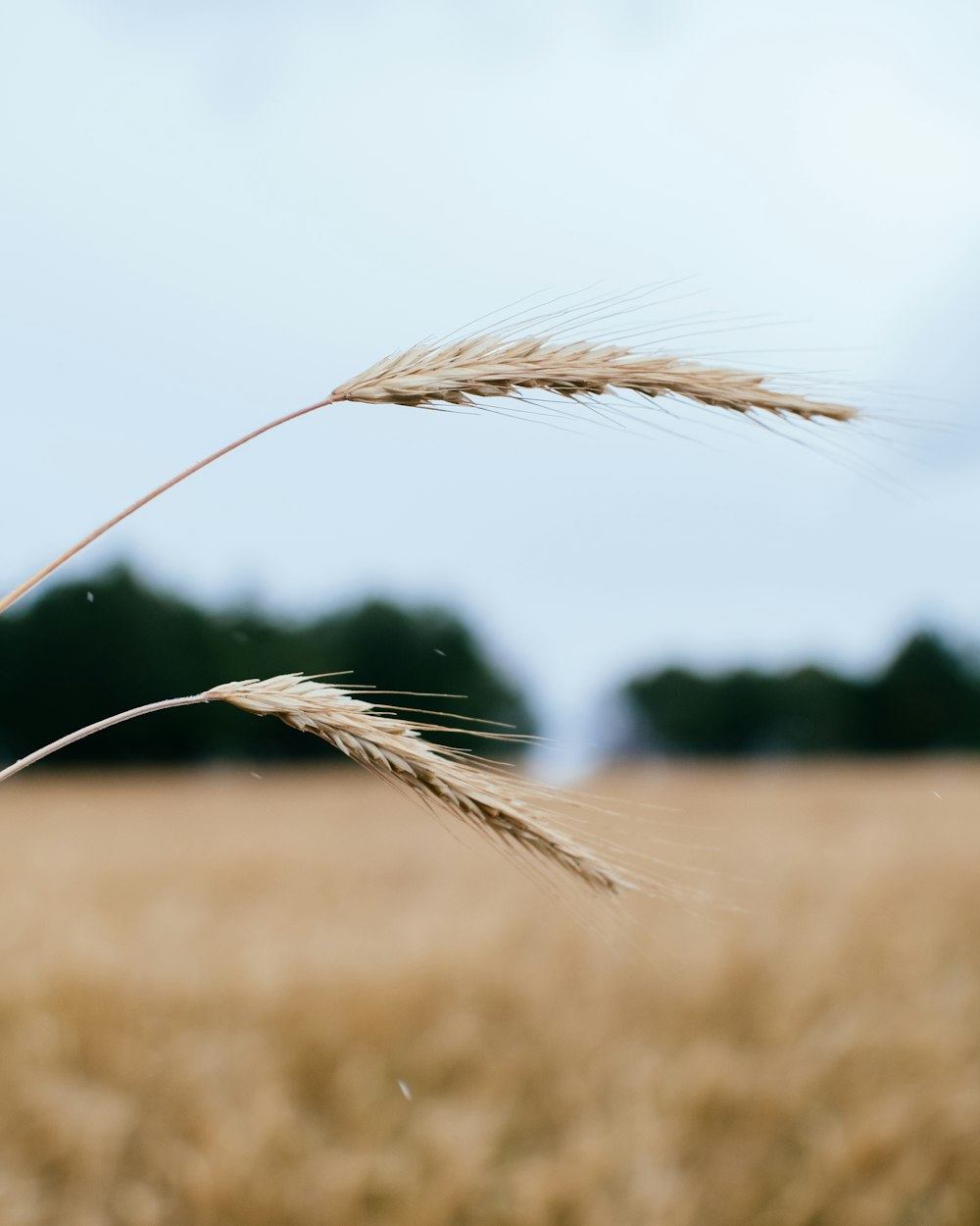 brown wheat in close up photography