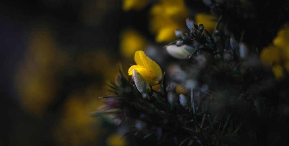 yellow and white flower on green grass