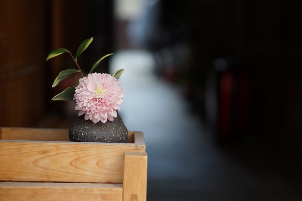 pink and white flower on brown wooden table