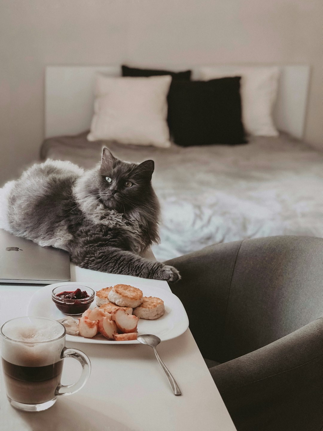 russian blue cat on white bed