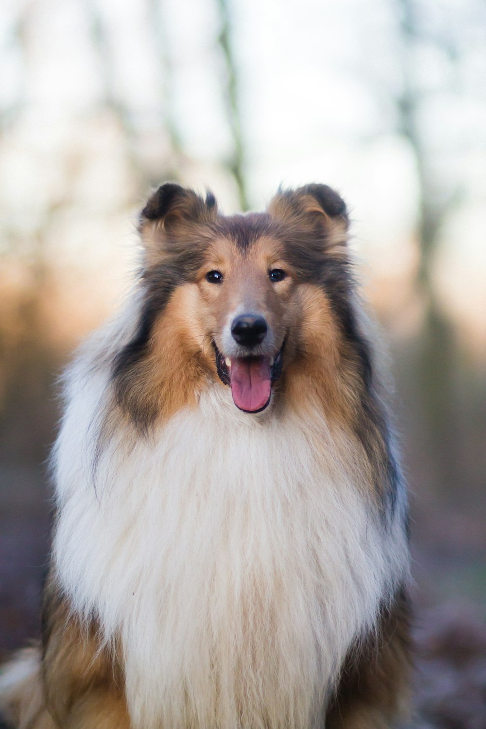 50,000+ Collie Dog Pictures | Download Free Images on Unsplash