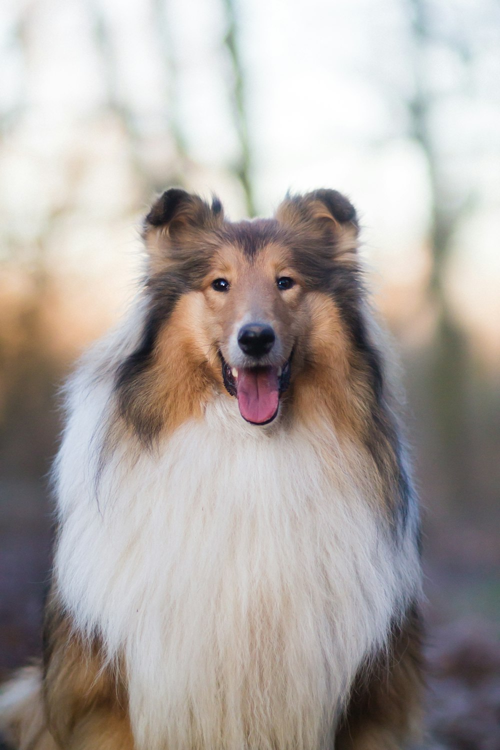 white brown and black rough collie