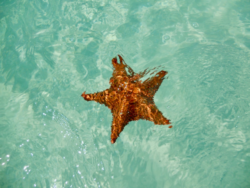 estrela-do-mar marrom no corpo de água