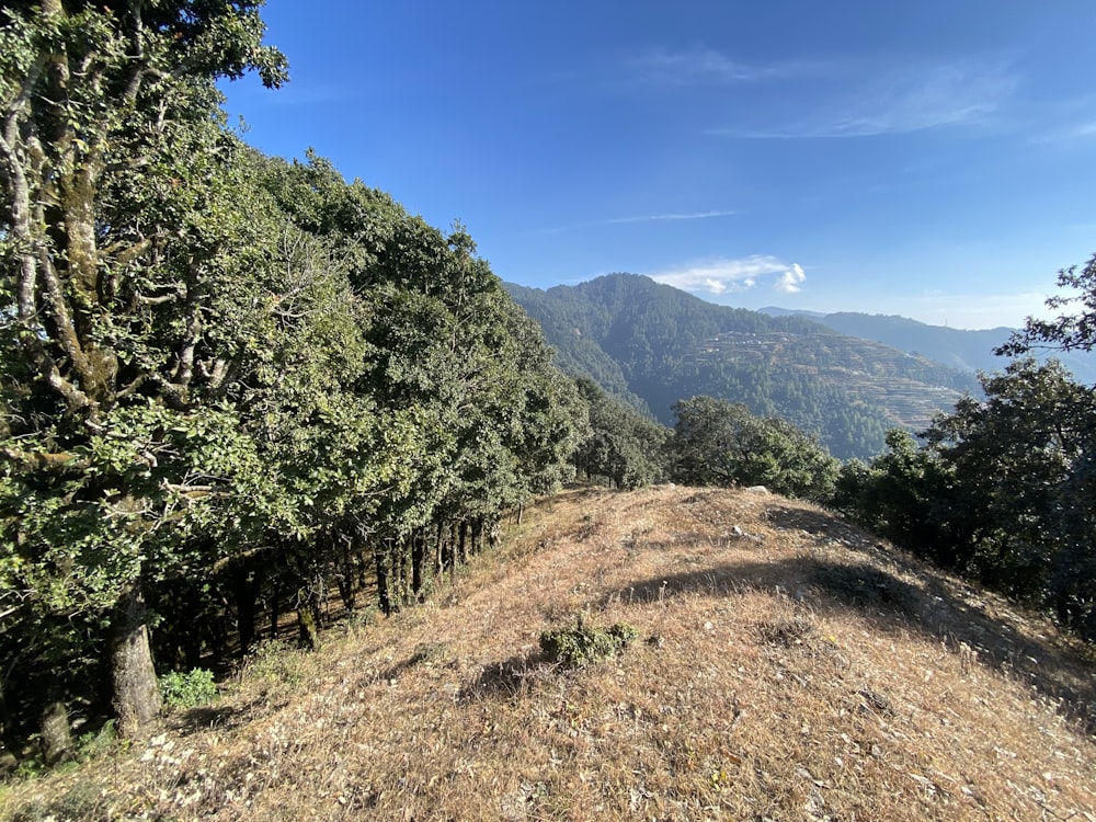 árvores verdes na montanha sob o céu azul durante o dia