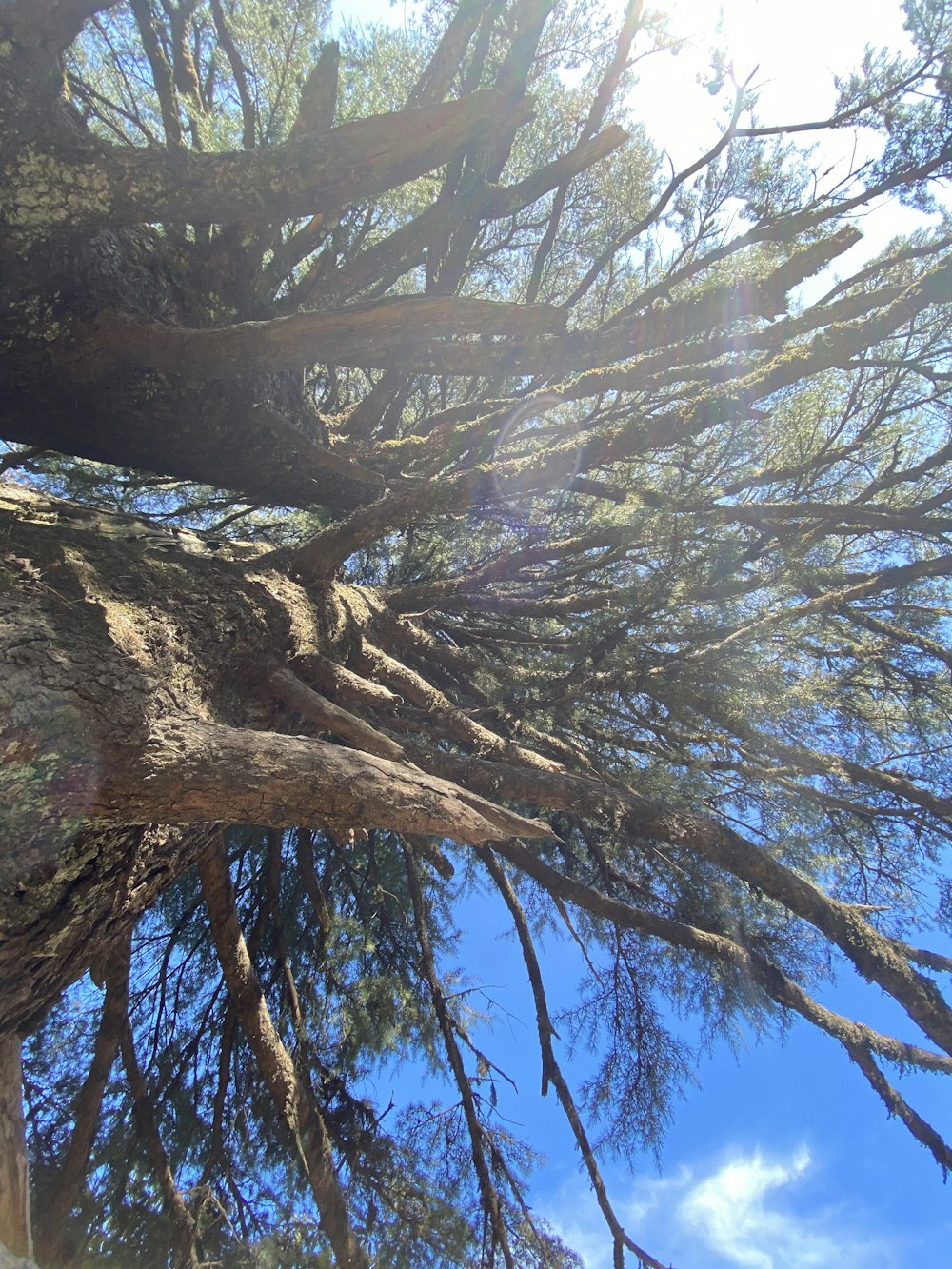 Tronco de árbol marrón bajo el cielo azul durante el día