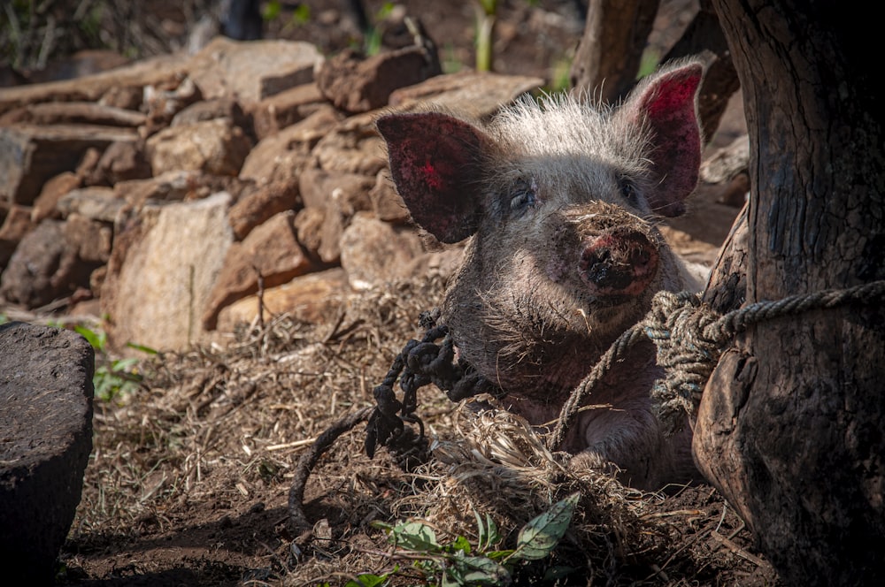 black and white animal on brown soil