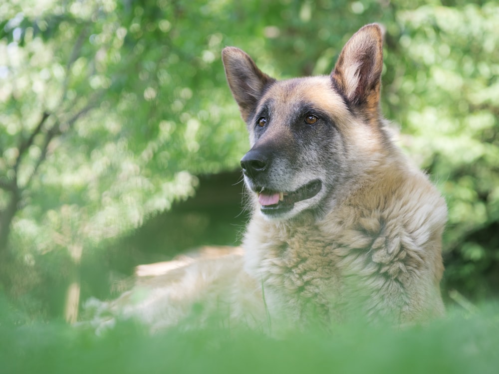 brown and black german shepherd on green grass field during daytime