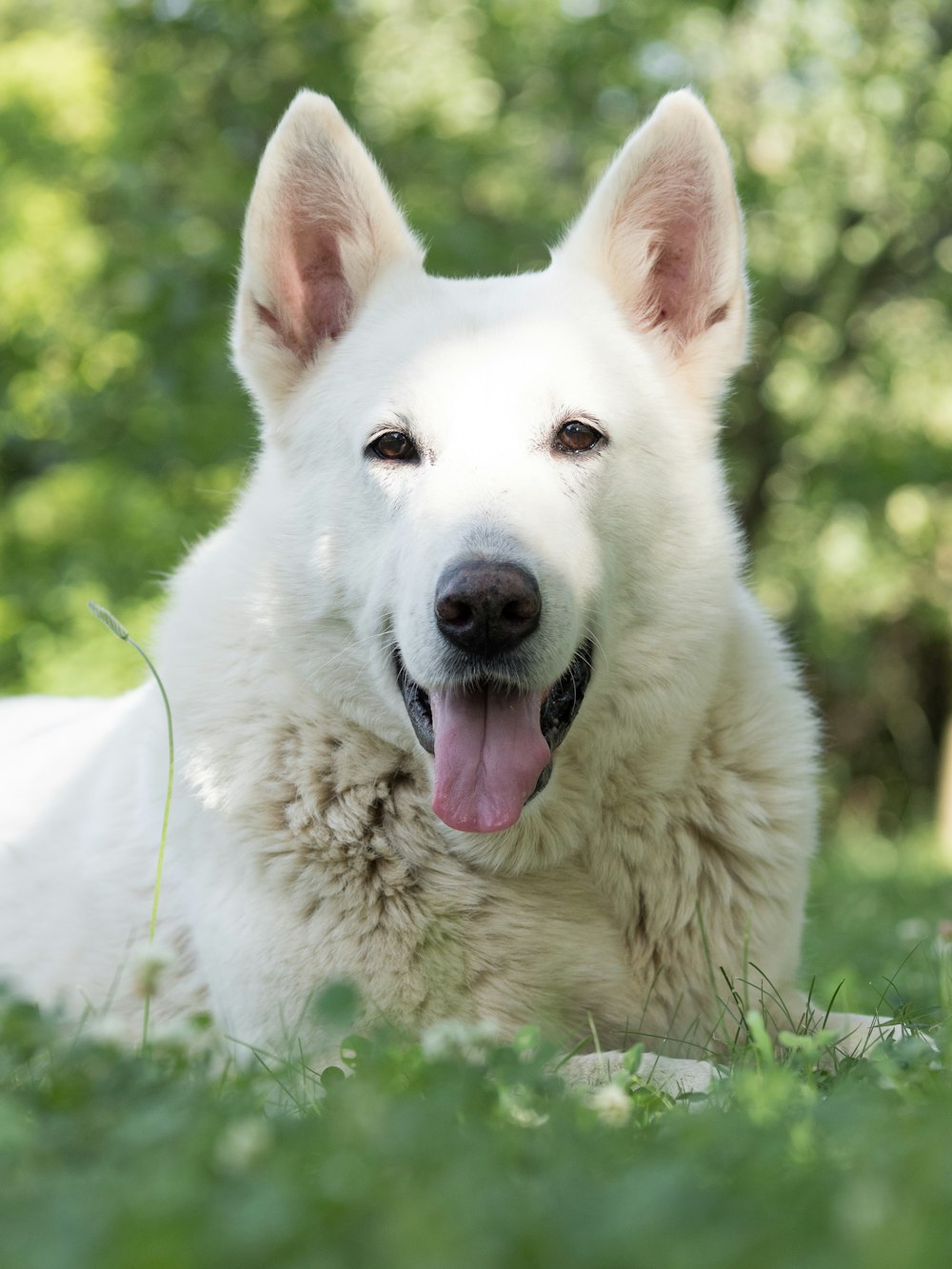 white wolf lying on green grass during daytime