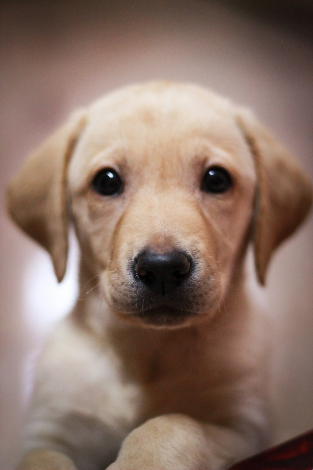 白いテキスタイルに黄色いラブラドールレトリバーの子犬の写真 Unsplashの無料写真
