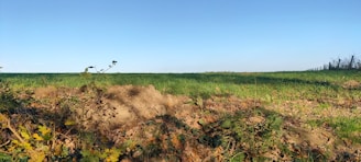 A farmer collecting soil samples in a vibrant green field under a clear blue sky.