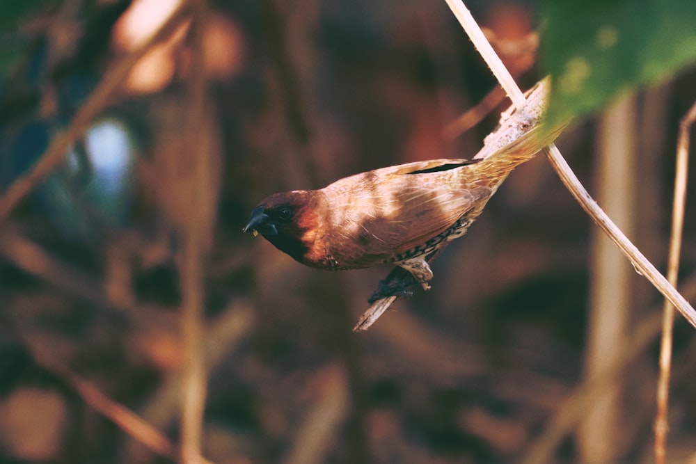 brown bird on white stick